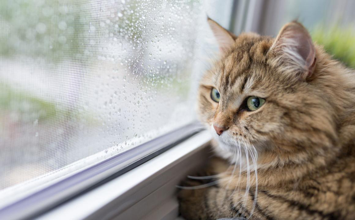 Insufficienza renale nei gatti: aspettativa di vita e considerazioni