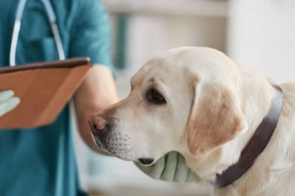 Cukrovka u psů: př&iacute;znaky, př&iacute;činy a l&eacute;čba