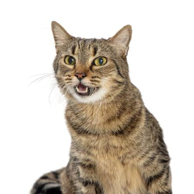 Los dientes del gato: as&iacute; puedes cuidar su salud