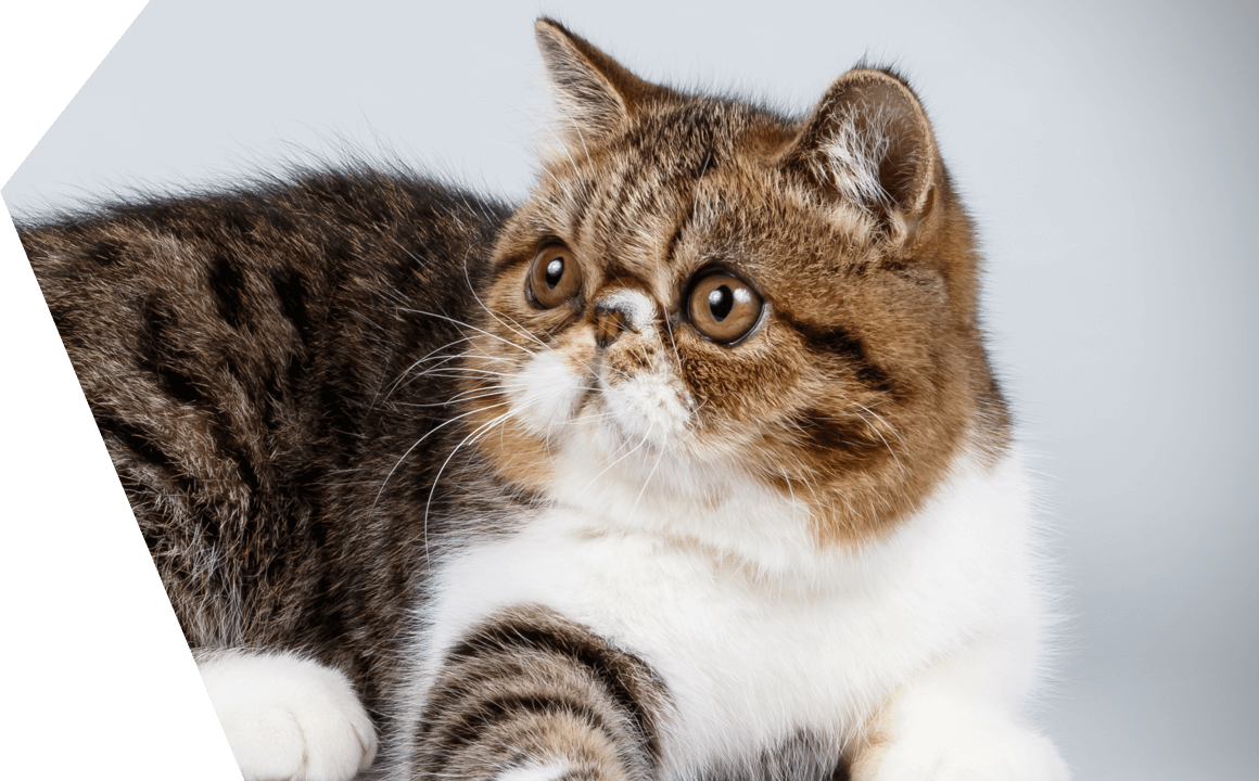 DE EXOTISCHE KORTHAAR