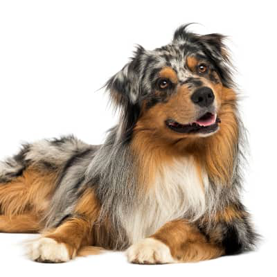 Prote&iacute;nas para perros. &iquest;Cu&aacute;les son las mejores?