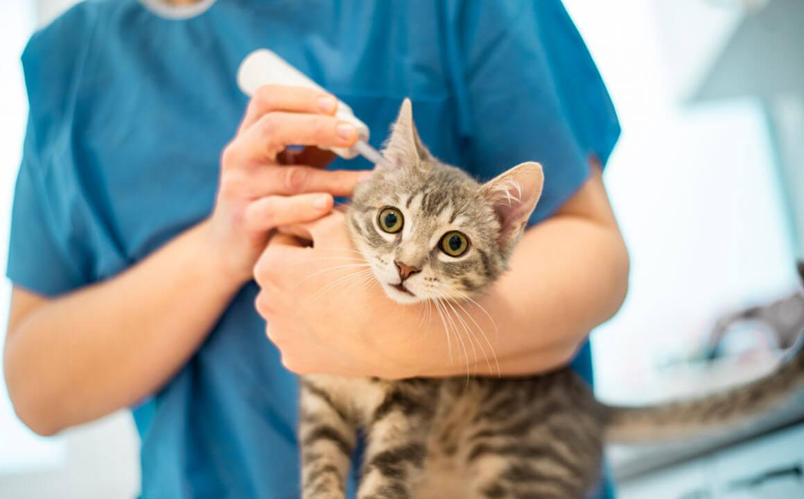 Otitis en gatos: causas y tratamiento
