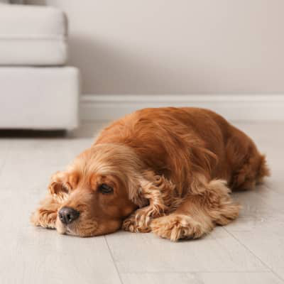 Diarrea en perros: causas y qu&eacute; hacer | Gu&iacute;a completa