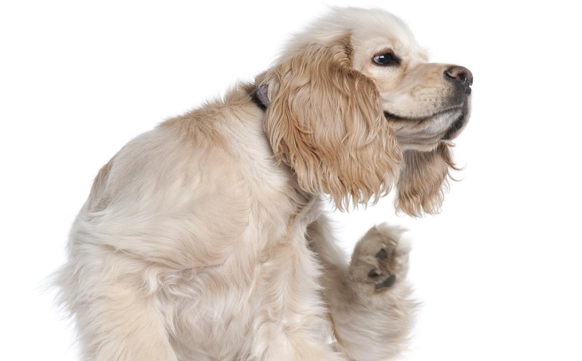 Mi perro se rasca mucho y no tiene pulgas