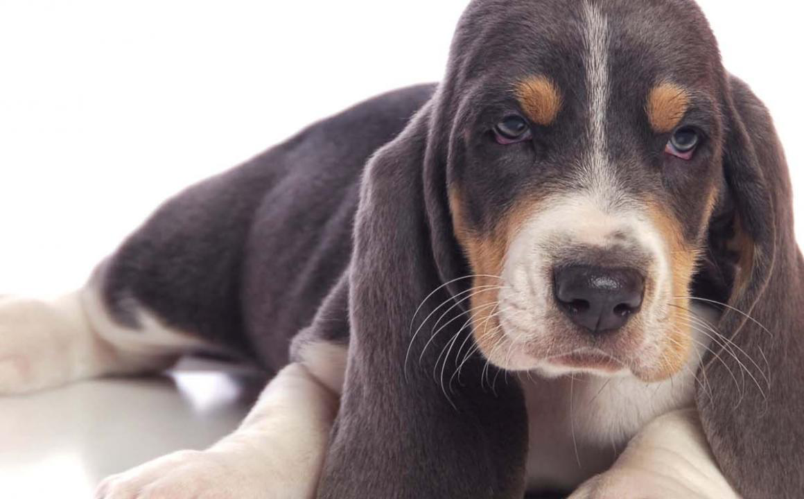 El cachorro Basset-Hound