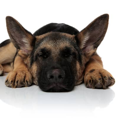 V&oacute;mitos en perros: se&ntilde;ales de alerta y soluciones