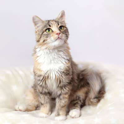 Comportement du chat femelle apr&egrave;s la st&eacute;rilisation et soins