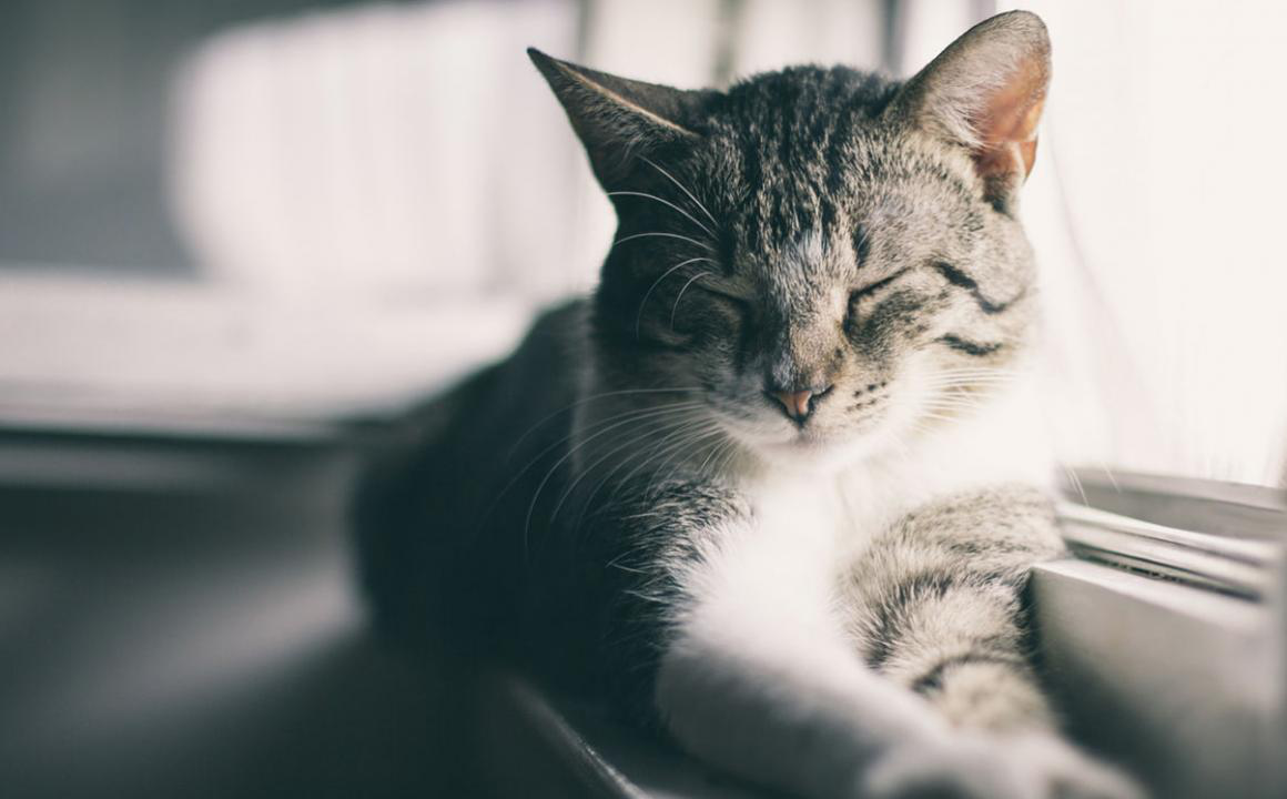 Il mio gatto non fa le fusa, che faccio?