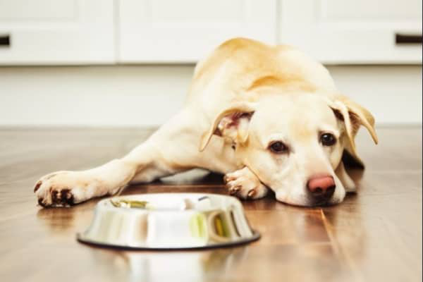 Jsou vitam&iacute;ny důležit&eacute; pro psy, kteř&iacute; nej&iacute;?