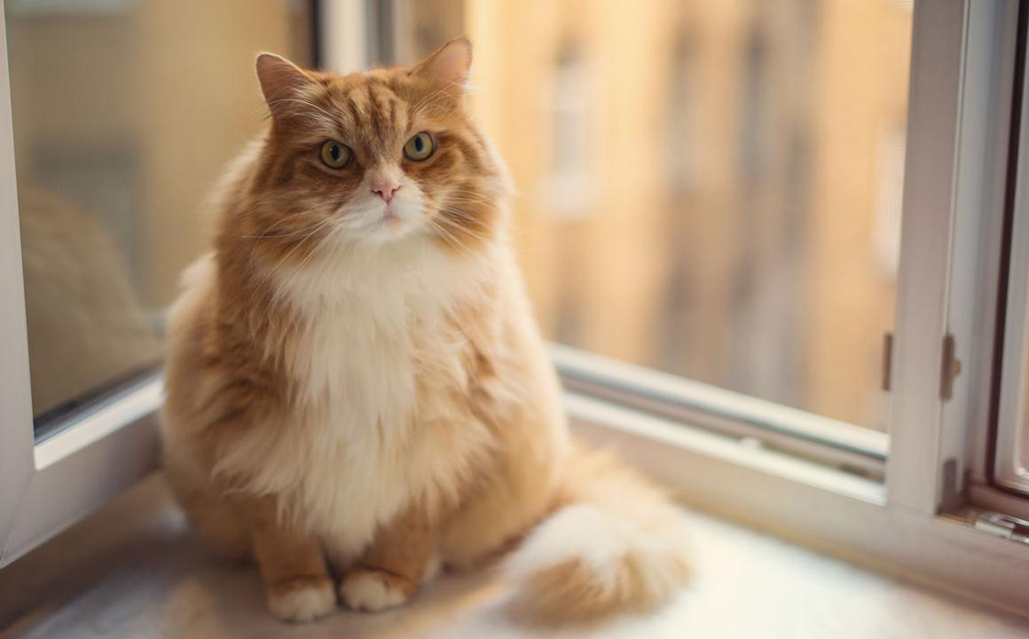 FLUTD gatto: di cosa si tratta?