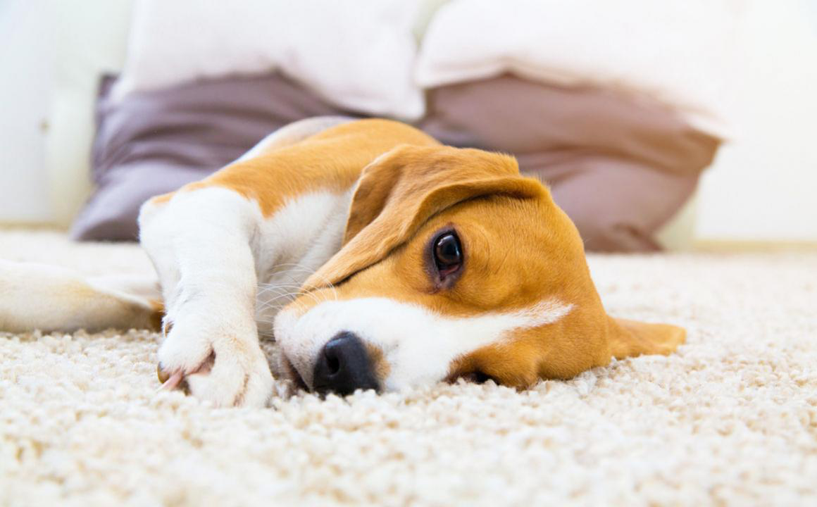 Tutto quello che c'&egrave; da sapere sugli ascaridi nei cani