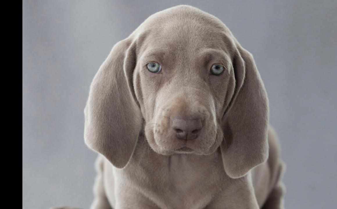 Braco de Weimar. Curiosidades