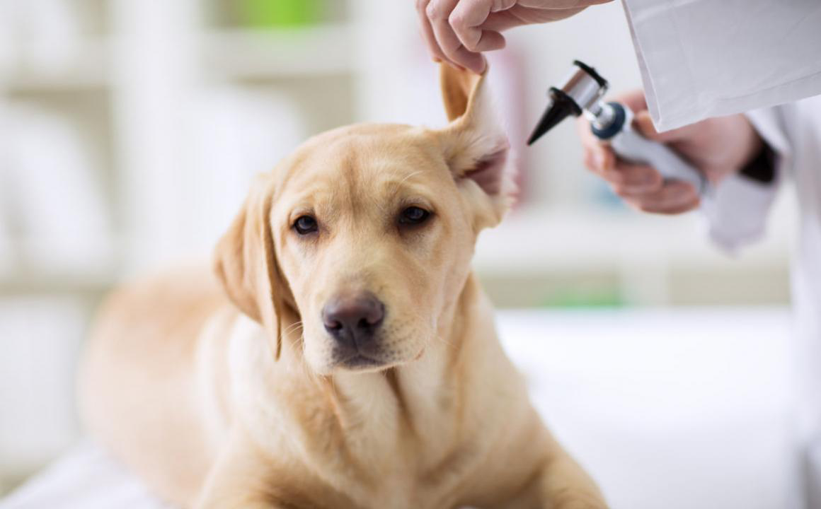 Qu&eacute; hacer si tu perro se rasca mucho las orejas y se sacude