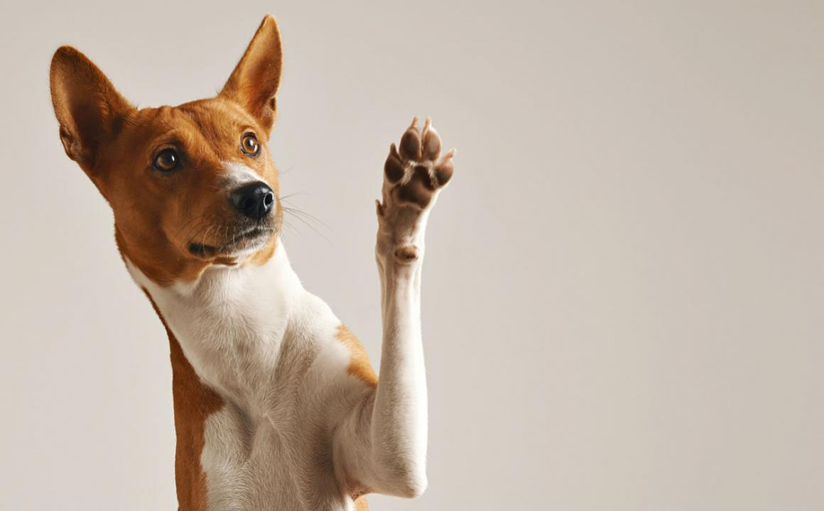 Desparasitaci&oacute;n interna en perros: &iquest;qu&eacute; debes saber?