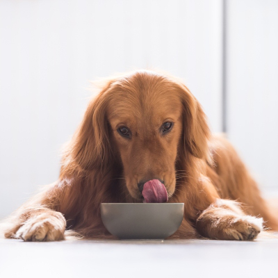 Quels sont les aliments interdits en cas d'insuffisance r&eacute;nale du chien?