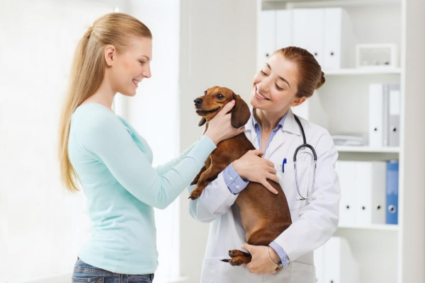 Les causes de l&rsquo;alop&eacute;cie chez le chien