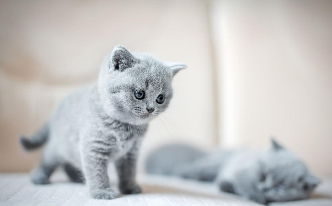 Causes et risques de la diarrh&eacute;e du chaton de 2 mois