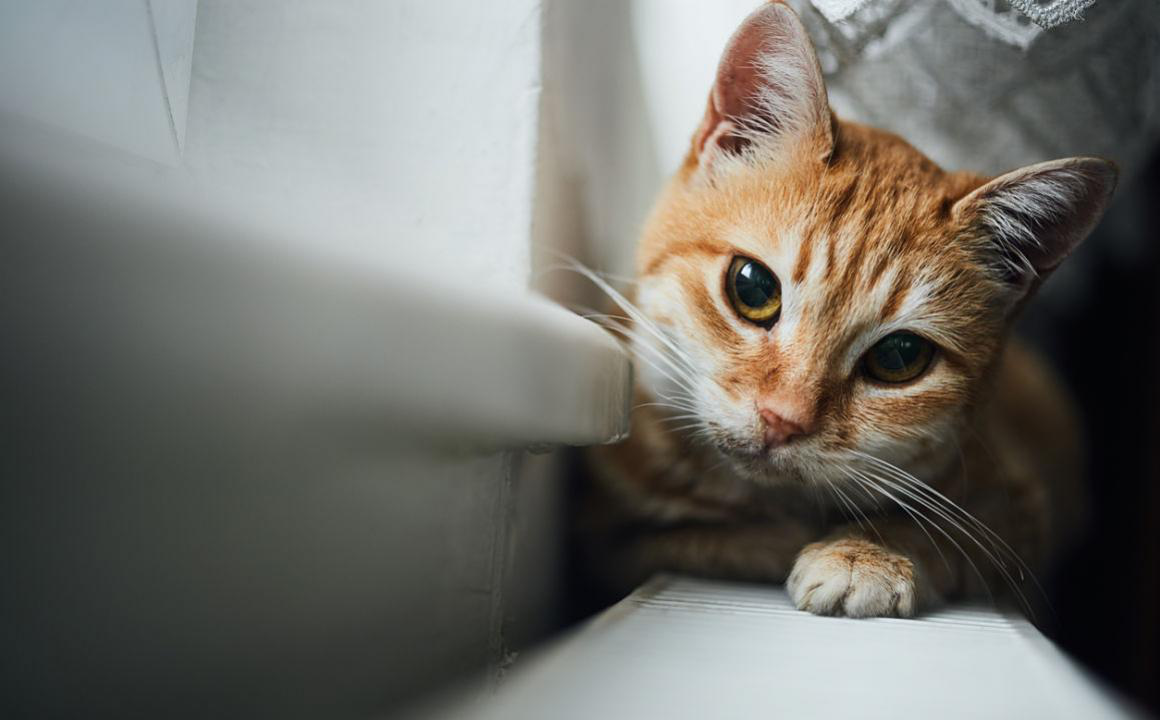 Cataratta gatto, come individuarla?