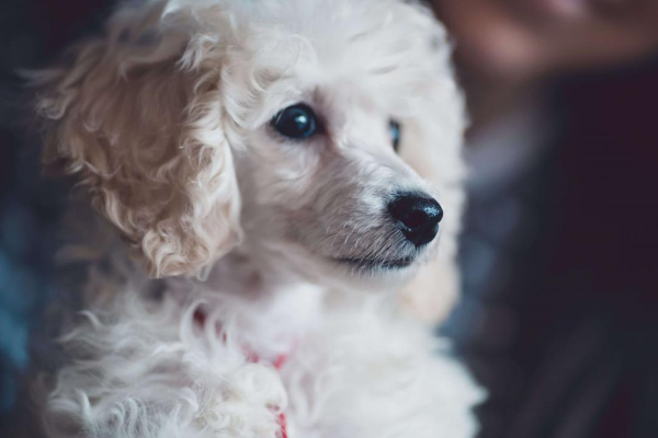 Sympt&ocirc;mes de la gastrite chez le chien et son traitement