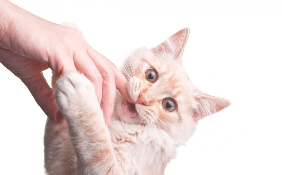 Come insegnare al gatto a non mordere