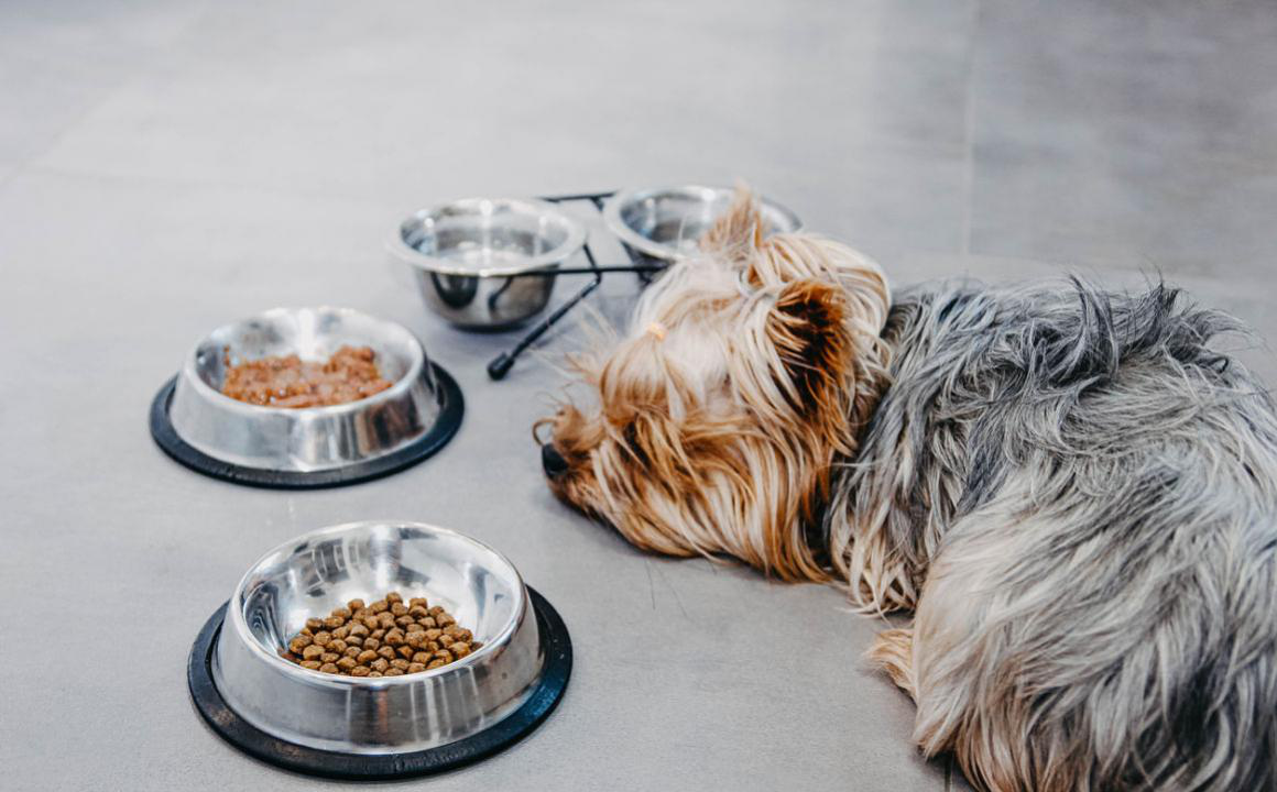 Mon chiot ne mange pas, qu&rsquo;est-ce qu&rsquo;il a ?