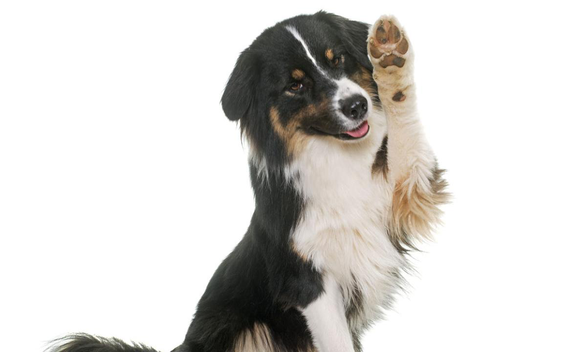 Almohadillas de perro: qu&eacute; son y c&oacute;mo cuidarlas