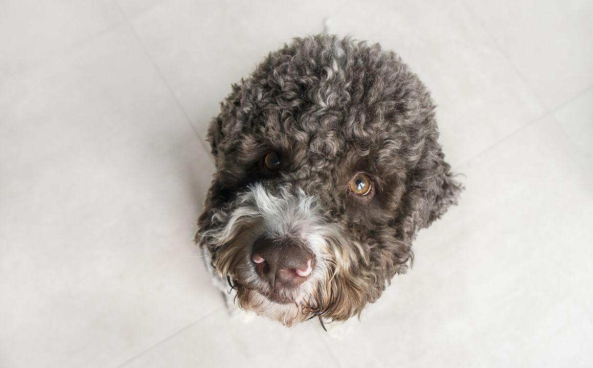 Poruquoi mon chien nez qui coule que faire