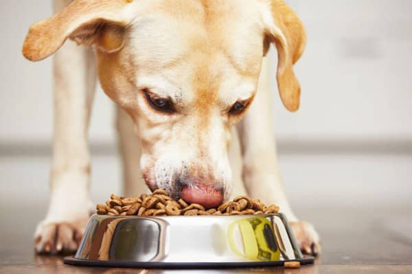 ALIMENTAZIONE CANE CON PROBLEMI INTESTINALI