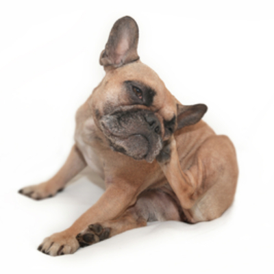 &Pi;&Omega;&Sigma; &Mu;&Pi;&Omicron;&Rho;&Omega; &Nu;&Alpha; &Alpha;&Nu;&Tau;&Iota;&Mu;&Epsilon;&Tau;&Omega;&Pi;&Iota;&Sigma;&Omega; &Tau;&Eta;&Nu; &Alpha;&Tau;&Omicron;&Pi;&Iota;&Kappa;&Eta; &Delta;&Epsilon;&Rho;&Mu;&Alpha;&Tau;&Iota;&Tau;&Iota;&Delta;&Alpha; &Sigma;&Tau;&Omicron;&Upsilon;&Sigma; &Sigma;&Kappa;&Upsilon;&Lambda;&Omicron;&Upsilon;&Sigma;