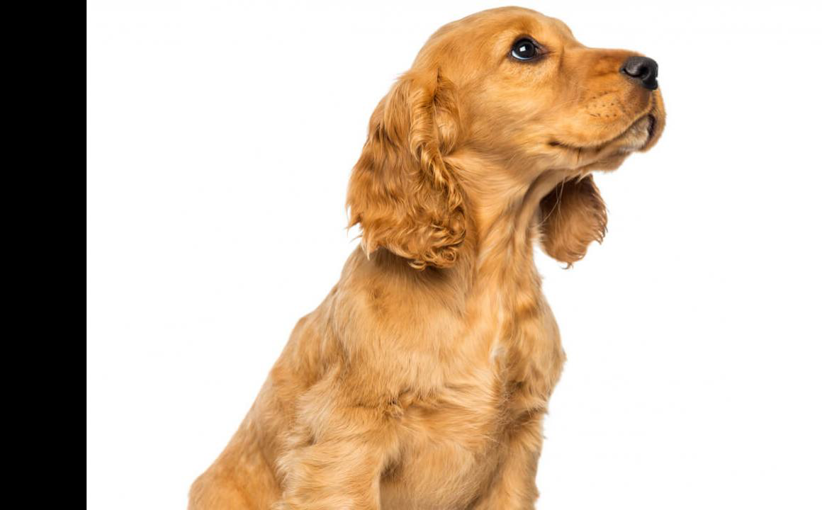 HOE LEER JE EEN PUPPY AF OM TE BIJTEN: 4 TRAININGSTRUCS