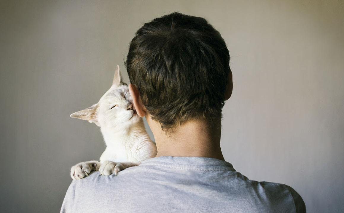 &iquest;C&oacute;mo ganarse la confianza de un gato?