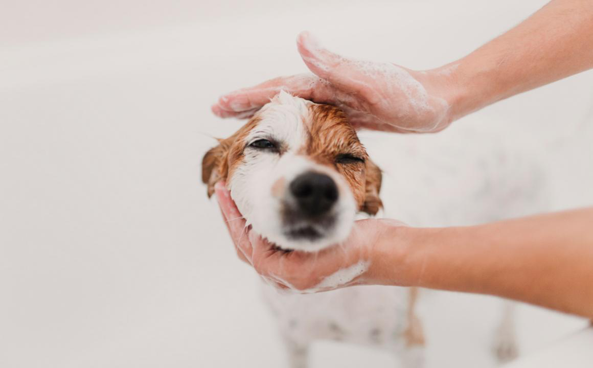 CROSTE SULLA PELLE DEL CANE
