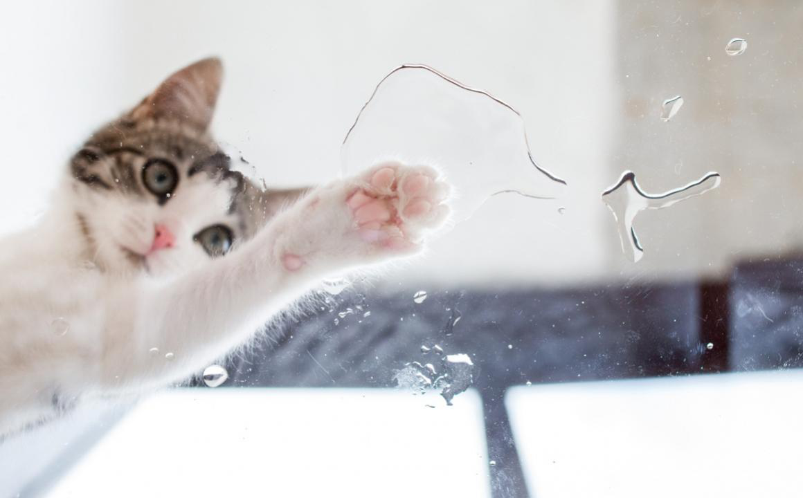 Mi gato tira el agua: &iquest;por qu&eacute; lo hace?