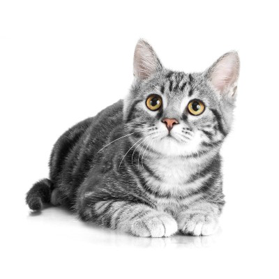 C&oacute;mo cuidar a los gatos en verano