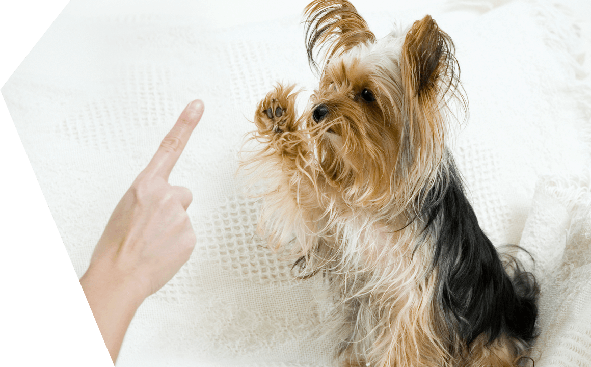 Yorkshire come educarlo?