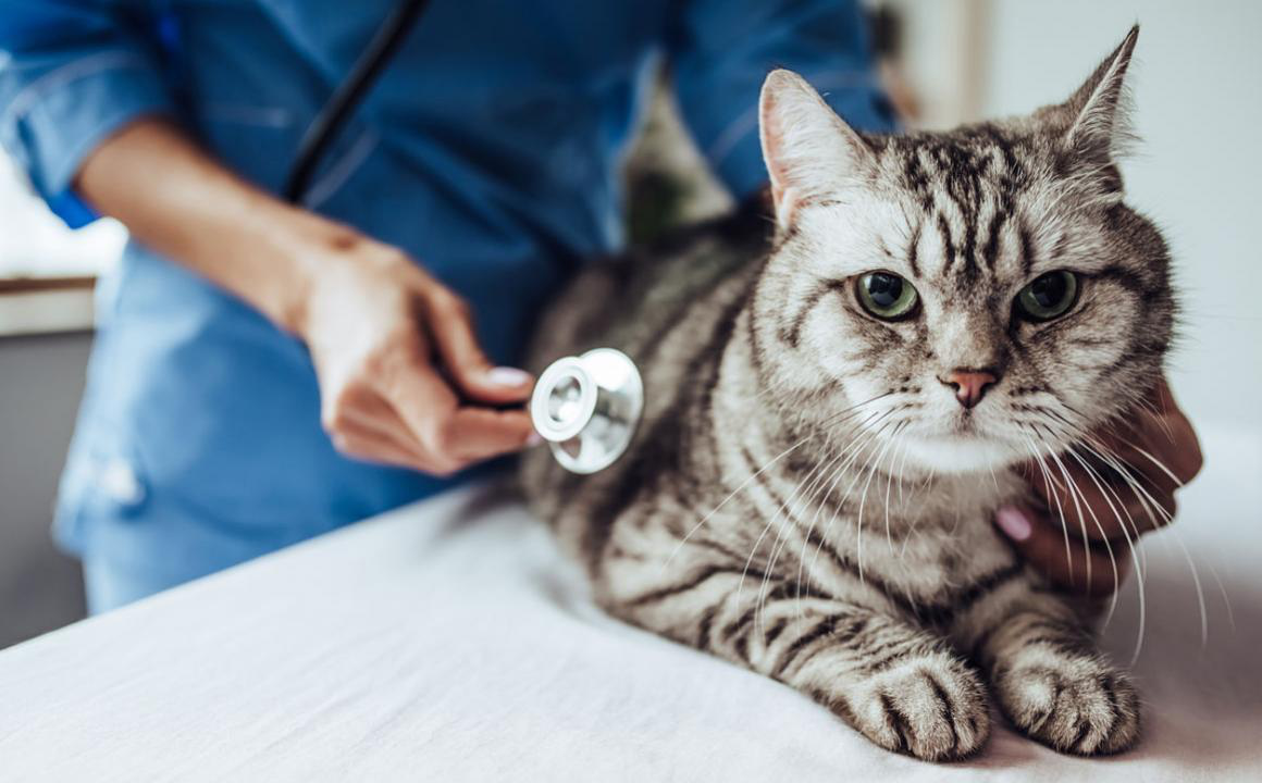 Gastritis en gatos: todo lo que debes saber