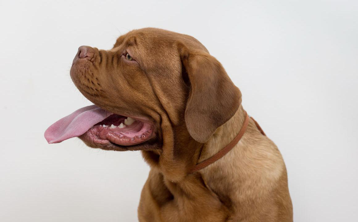 Dogo de Burdeos. Caracter&iacute;sticas &iquest;Es peligroso?