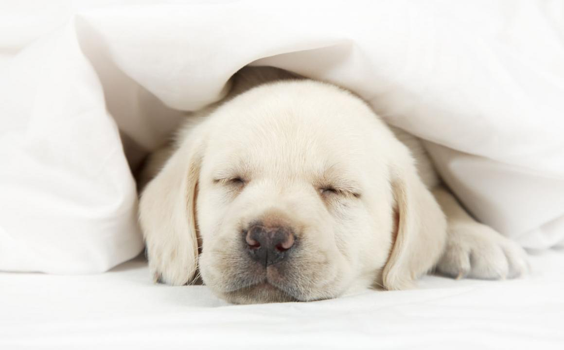 Il mio cucciolo piange di notte, cosa devo fare?