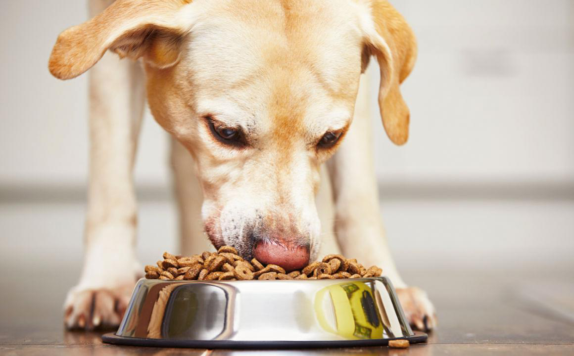 Ra&ccedil;&atilde;o gastrointestinal: O seu c&atilde;o tem problemas digestivos?