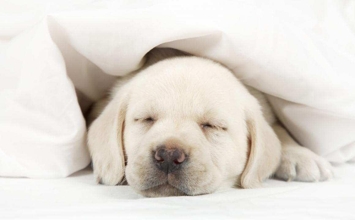 MON CHIOT PLEURE LA NUIT, QUE FAIRE ?