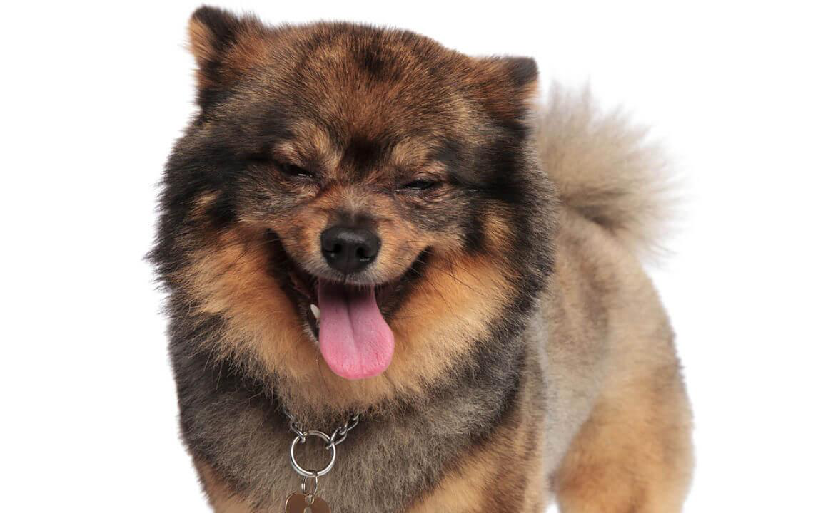 Mi perro estornuda: s&iacute;ntomas seg&uacute;n la causa