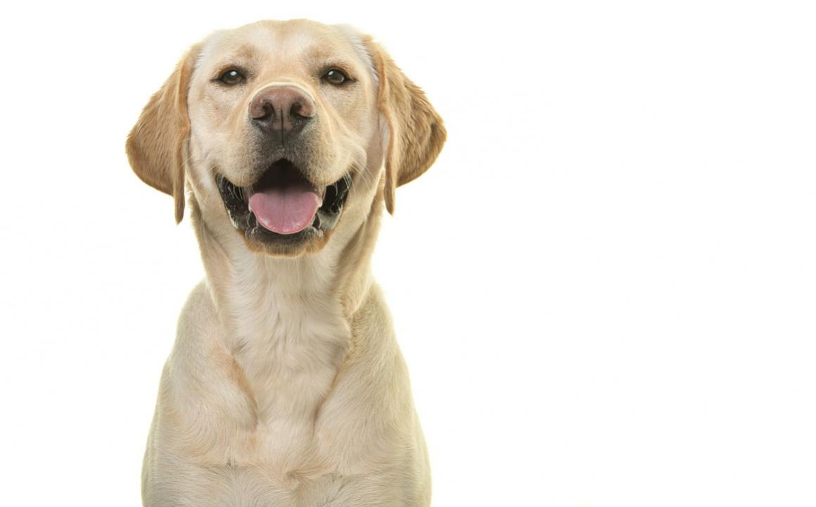 Microchip para perros: gu&iacute;a para principiantes