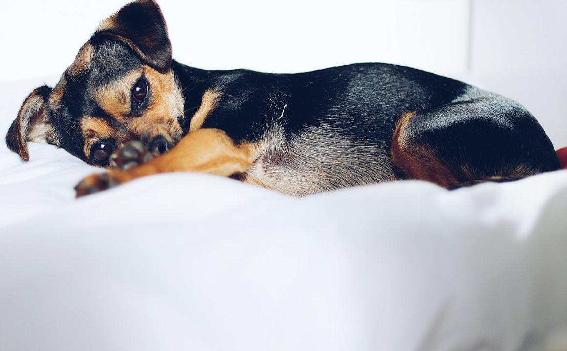 Hernie ombilicale du chien : sympt&ocirc;mes et traitement