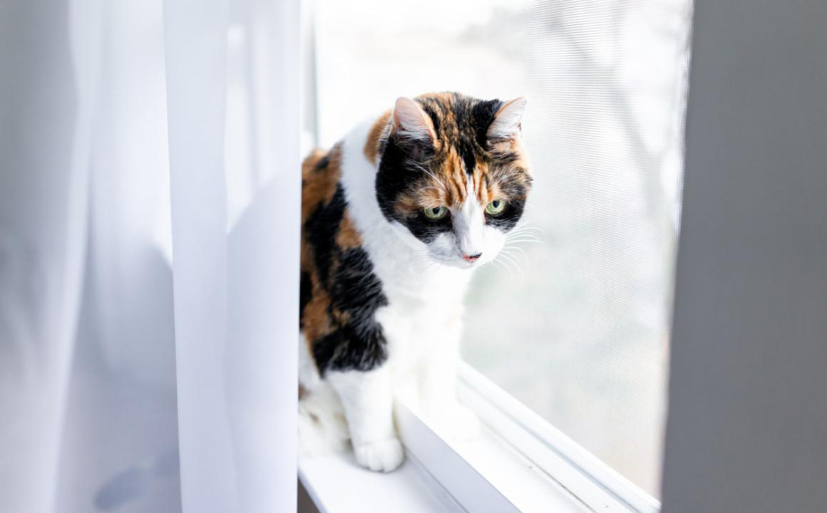 Il mio gatto mi attacca, come devo comportarmi?