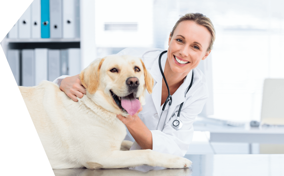 Your dog&rsquo;s pregnancy and delivery