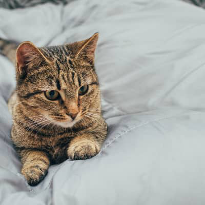 Before and after neutering your cat