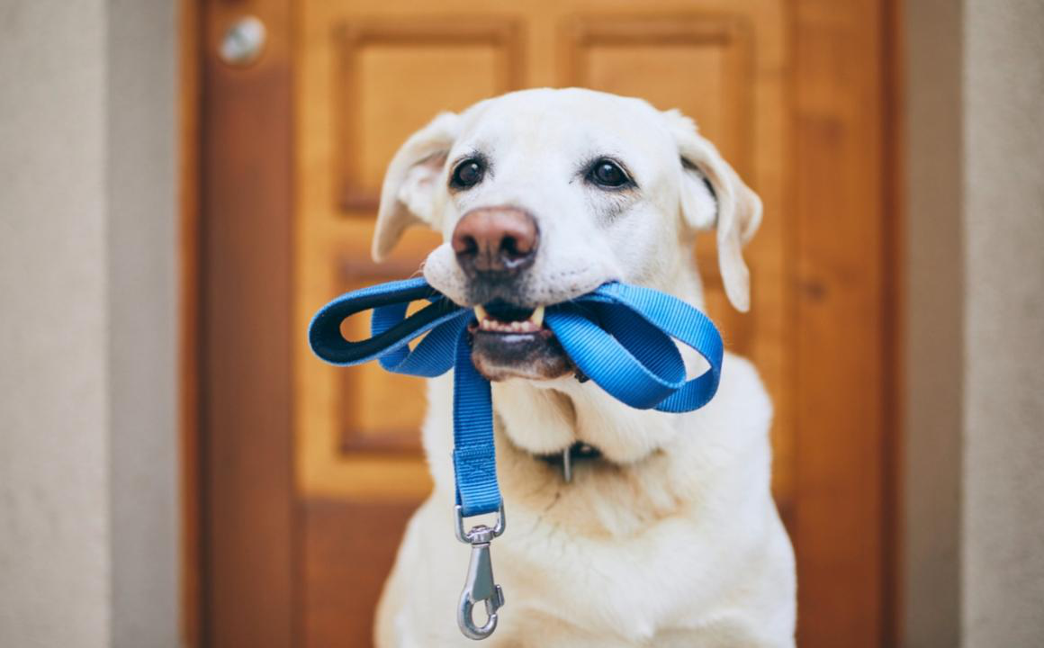 Vacaciones con el perro: &iquest;c&oacute;mo nos organizamos?