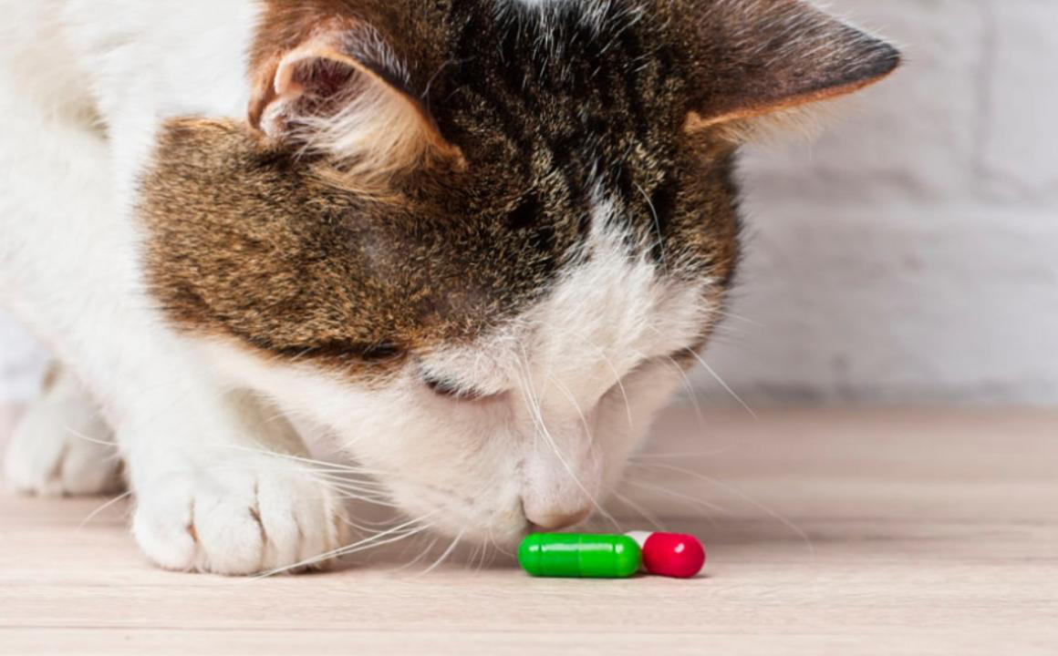 QUALI SONO I PI&Ugrave; COMUNI ANTIBIOTICI PER GATTI?
