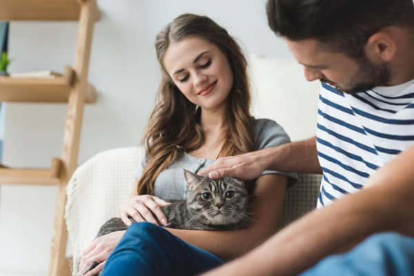 Strese giren kedi belirtileri ve tedavi y&ouml;ntemleri