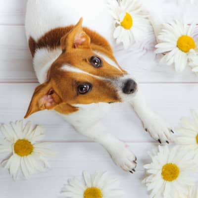 Manzanilla para perros: &iquest;puedo d&aacute;rsela? &iquest;es buena?